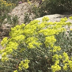 Meet your Posher, Graziela